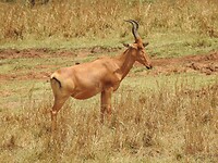Jackson`s hartebeest (1)