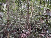 Chimp tracking