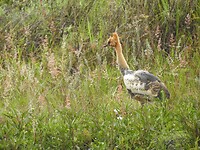 een jonge kraanvogel