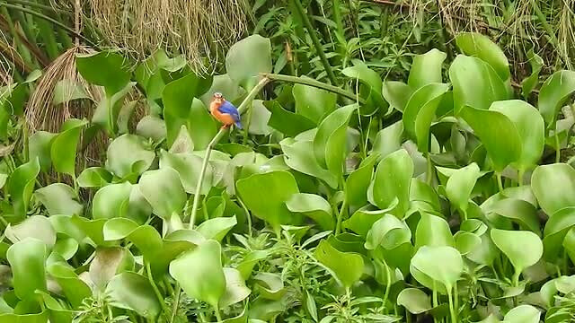 Malachite kingfisher