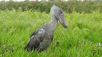 Shoebill