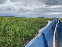 Varen door de swamp