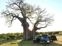 Een nachtje onder de baobab