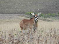 Roan antilope