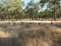 Impala`s in het gras