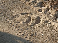 Pootafdruk van een neushoorn, neushoorn niet gezien