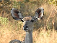 Vrouwtjes kudu