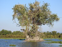 Zoek de krok
