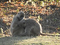 baboons