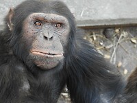 Chimp