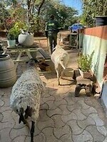 De schapen volgen net als honden