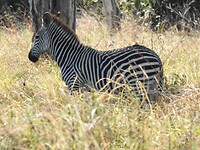 Een zeldzame zebra