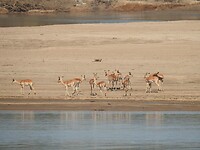 Impala familie