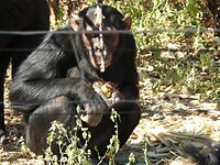 Verzamelen maar