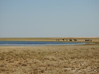 Zebra`s bij een waterhole