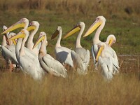 Grote witte pelicanen