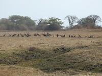 een flinke club kraanvogels