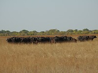 kudde buffels