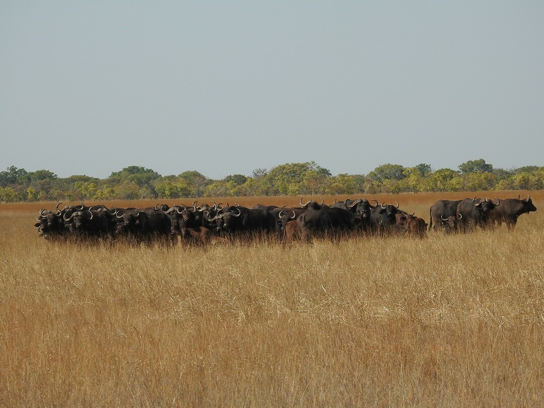 kudde buffels