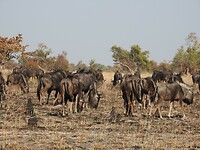 Kudde wildebeest