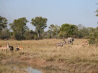 kudu`s, puku`s en een olifant
