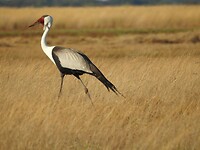 lelkraanvogel