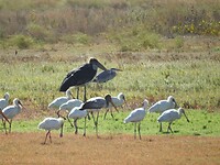 Maraboe, Afrikaanse lepelaars, een Afrikaanse nimmerzat en een grijze reiger