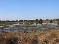 moeras Kafue np