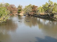 Nijlpaarden in de rivier