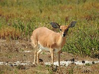 Oribi