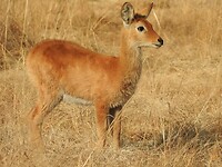 Puku jong