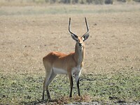 Red Lechwe