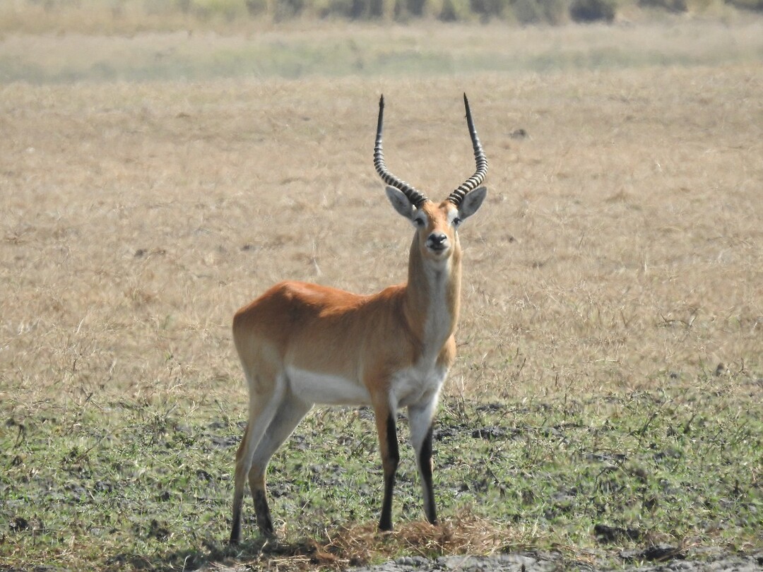 Red Lechwe