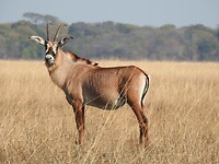 Roan antilope