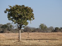 sausagetree met 1 worst