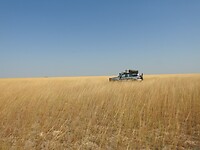 Tussen het gras