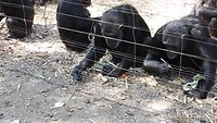 Handige chimps