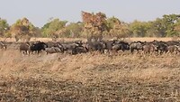 Start Wildebeast migratie