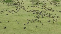 Enorm grote kudde buffels, vanuit de luchtballon gespot