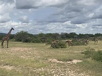 Serengeti-Giraffen