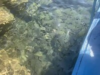Vissen voeren, lake Malawi