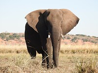 Wat een groot beest