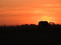 Zie de olifant