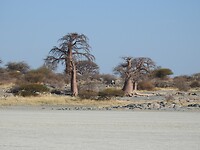 Baobabs op het eiland
