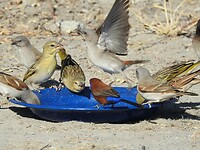 water voor de vogels
