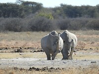 2 neushoorns