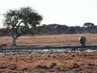 Drinkende neushoorn