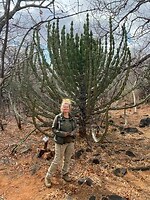 Tijdens de wandeling, een cactusboom