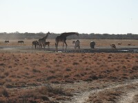 Veel verschillende dieren bij het water