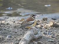 Vogeltje bij het water
